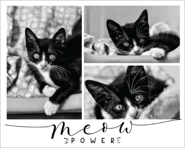 Picture of Meow Power - 30x40